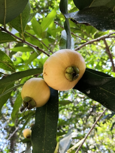 Syzygium jambos