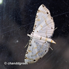 Pycnarmon cribrata