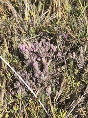 Chloropyron maritimum maritimum