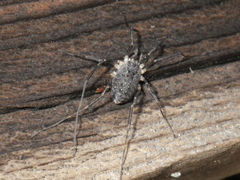 Protolophus singularis