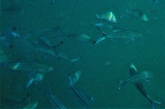 Caesio varilineata