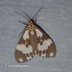 Nyctemera carissima