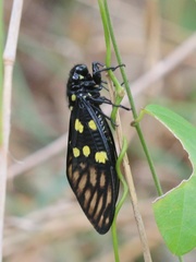 Gaeana maculata
