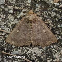 Hypersypnoides submarginata