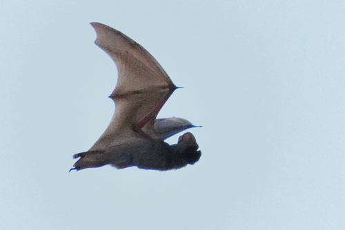 Mexican Free-tailed Bat