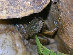 Mannophryne trinitatis