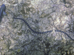 Laticauda colubrina