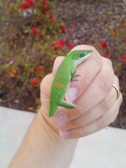 Anolis carolinensis