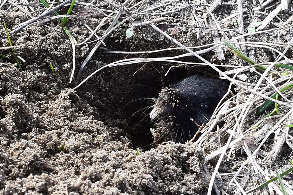 Molevoles