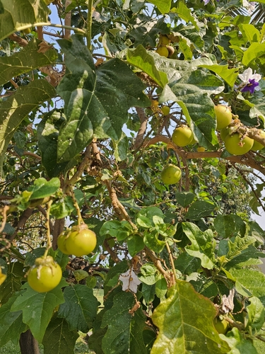 blue potato tree