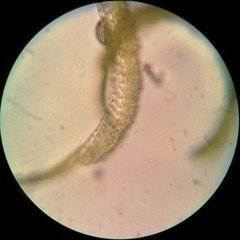 Campylopus pilifer