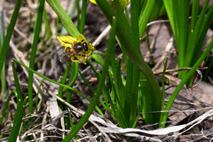 Gagea granulosa