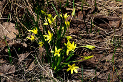 Gagea granulosa