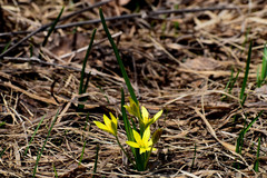 Gagea granulosa