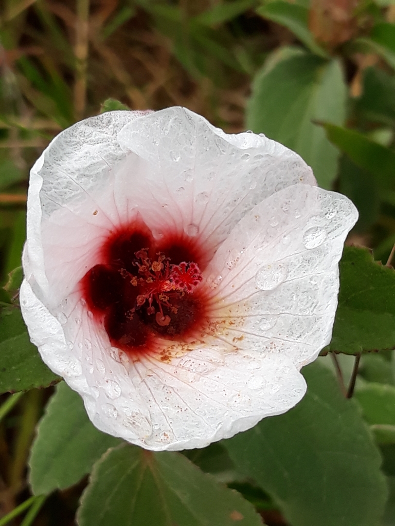 Peltaea polymorpha