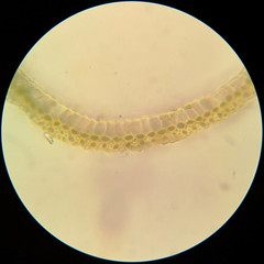 Campylopus pilifer