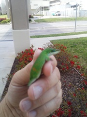 Anolis carolinensis