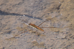 Limnoporus rufoscutellatus