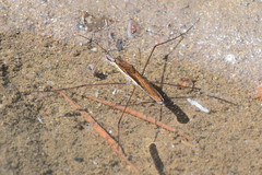 Limnoporus rufoscutellatus