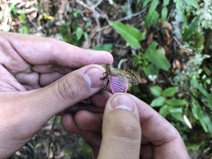 Hobart Smith's Anole photo 2