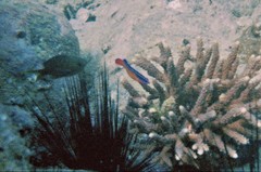 Pseudochromis aldabraensis