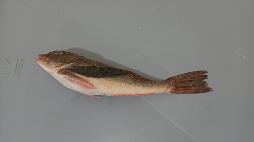 Blackfin gurnard (Prionotus stephanophrys) — Triglidae — 5
