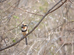 Hypnelus ruficollis