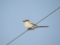 Lanius sphenocercus
