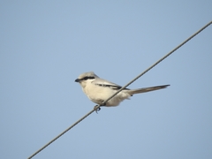 Lanius sphenocercus
