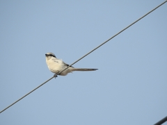 Lanius sphenocercus