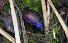 Carabus schoenherri