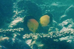 Chaetodon melapterus