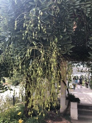Styphnolobium