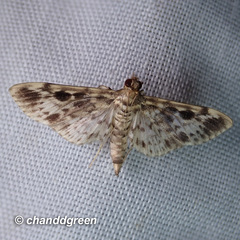 Rhimphaliodes macrostigma