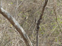 Hypnelus ruficollis