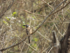 Hypnelus ruficollis