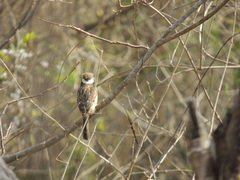 Hypnelus ruficollis