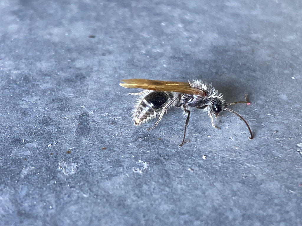 Sphaeropthalma mendica