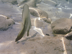 Platax boersii