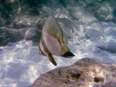 Platax boersii