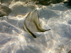 Platax boersii