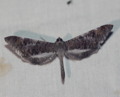 Hedylidae