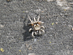 Habronattus formosus