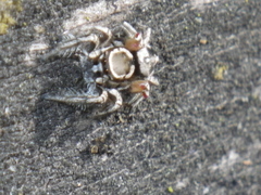 Habronattus formosus