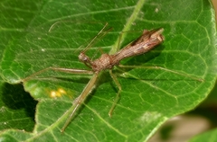 Nagusta