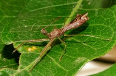 Nagusta