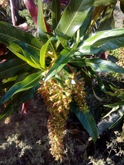 Escallonia pendula