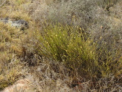 Struthiola confusa