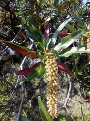 Escallonia pendula
