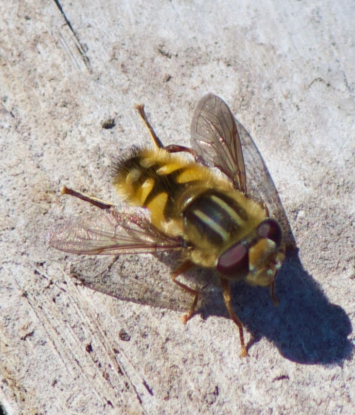 Dolichogyna chilensis